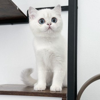 chat British Shorthair seal silver shaded point Olala Chatterie Nekobaa