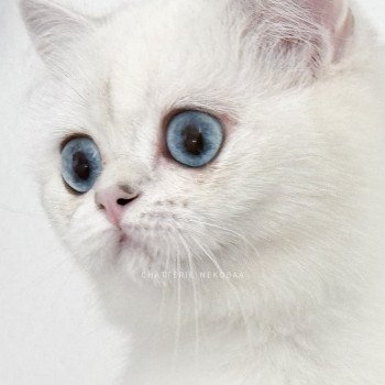 chat British Shorthair seal silver shaded point Olala Chatterie Nekobaa