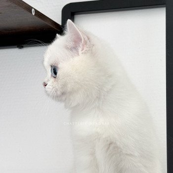 chat British Shorthair seal silver shaded point Olala Chatterie Nekobaa