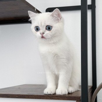 chat British Shorthair seal silver shaded point Olala Chatterie Nekobaa