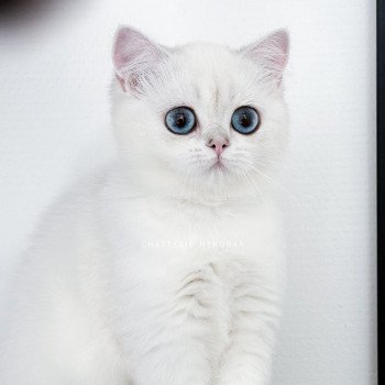 chat British Shorthair seal silver shaded point Olala Chatterie Nekobaa