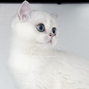 chat British Shorthair seal silver shaded point Olala Chatterie Nekobaa