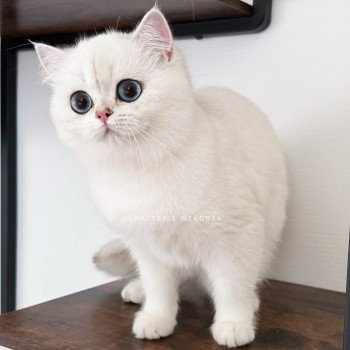 chat British Shorthair seal silver shaded point Olala Chatterie Nekobaa