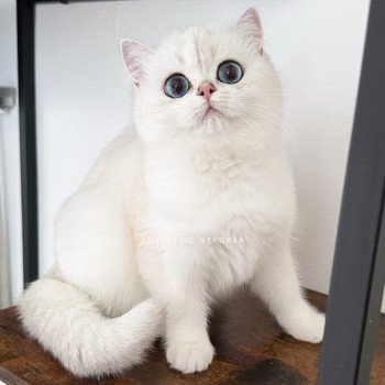 chat British Shorthair seal silver shaded point Olala Chatterie Nekobaa