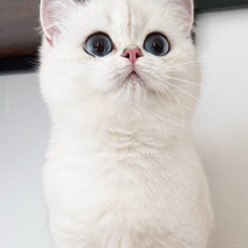 chat British Shorthair seal silver shaded point Olala Chatterie Nekobaa