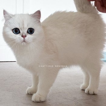 chat British Shorthair seal silver shaded point Olala Chatterie Nekobaa