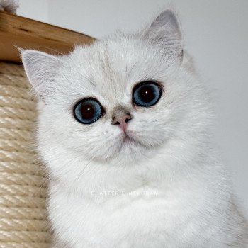 chat British Shorthair seal silver shaded point Olala Chatterie Nekobaa