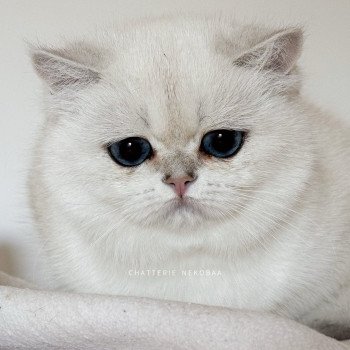 chat British Shorthair seal silver shaded point Olala Chatterie Nekobaa