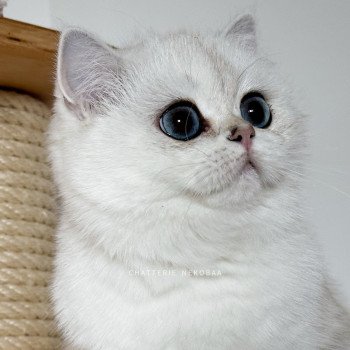 chat British Shorthair seal silver shaded point Olala Chatterie Nekobaa