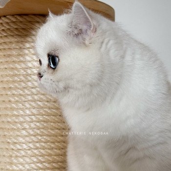 chat British Shorthair seal silver shaded point Olala Chatterie Nekobaa