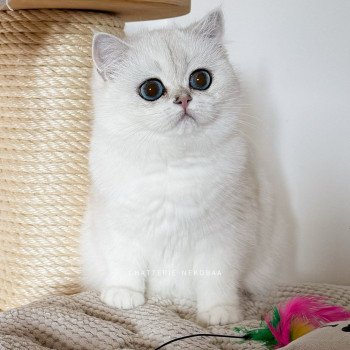 chat British Shorthair seal silver shaded point Olala Chatterie Nekobaa