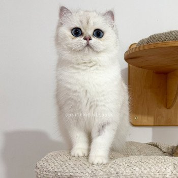 chat British Shorthair seal silver shaded point Olala Chatterie Nekobaa