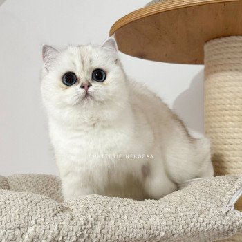 chat British Shorthair seal silver shaded point Olala Chatterie Nekobaa
