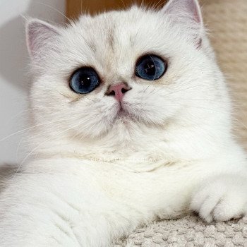 chat British Shorthair seal silver shaded point Olala Chatterie Nekobaa