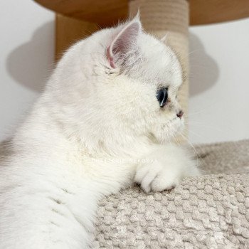 chat British Shorthair seal silver shaded point Olala Chatterie Nekobaa