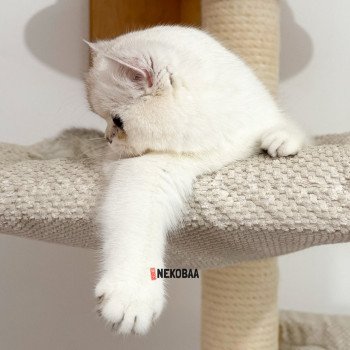chat British Shorthair seal silver shaded point Olala Chatterie Nekobaa
