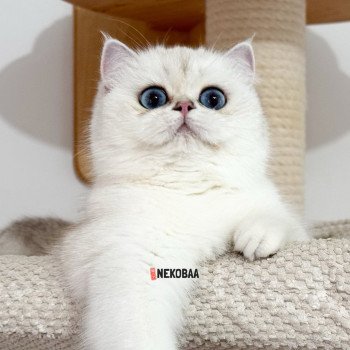 chat British Shorthair seal silver shaded point Olala Chatterie Nekobaa