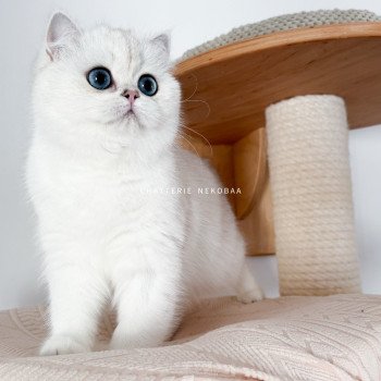 chat British Shorthair seal silver shaded point Olala Chatterie Nekobaa