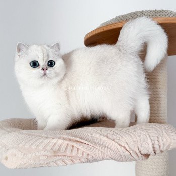 chat British Shorthair seal silver shaded point Olala Chatterie Nekobaa