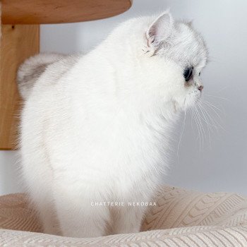 chat British Shorthair seal silver shaded point Olala Chatterie Nekobaa