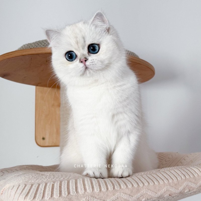 Olala Femelle British Shorthair