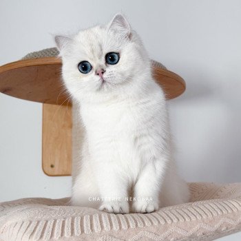 Olala Femelle British Shorthair