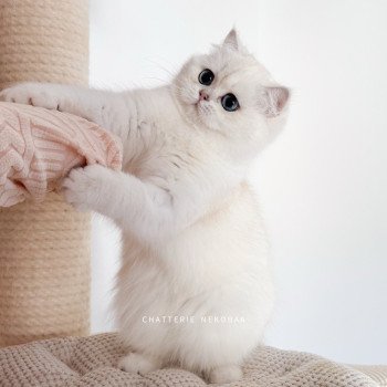 chat British Shorthair seal silver shaded point Olala Chatterie Nekobaa