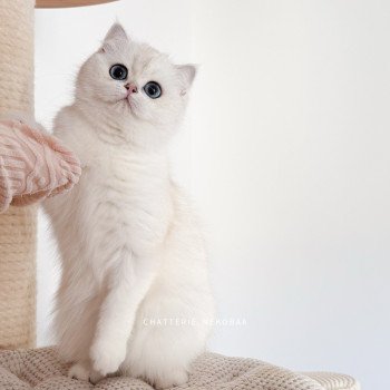 chat British Shorthair seal silver shaded point Olala Chatterie Nekobaa