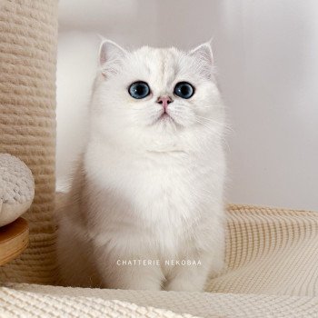 chat British Shorthair seal silver shaded point Olala Chatterie Nekobaa