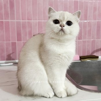 chat British Shorthair seal silver shaded point Olala Chatterie Nekobaa chat British Shorthair seal silver shaded point Olala Chatterie Nekobaa