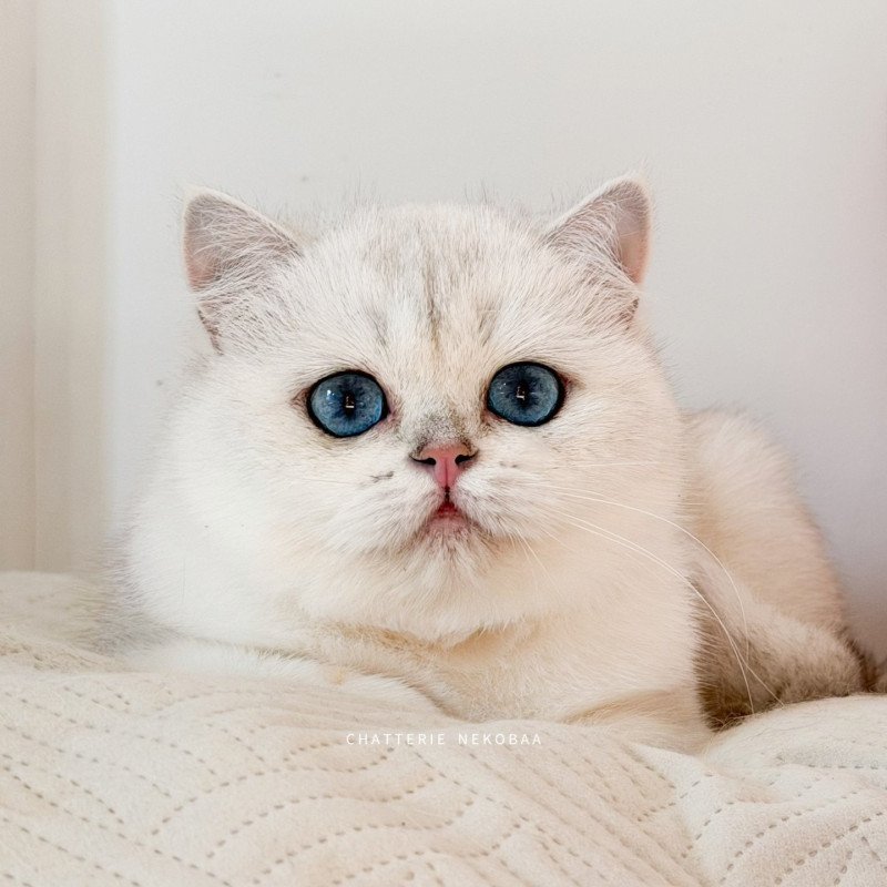 Olala Femelle British Shorthair