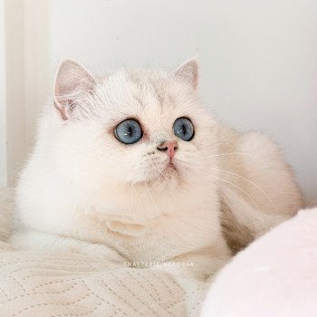 chat British Shorthair seal silver shaded point Olala Chatterie Nekobaa