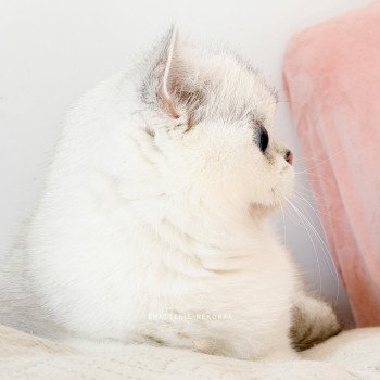 chat British Shorthair seal silver shaded point Olala Chatterie Nekobaa