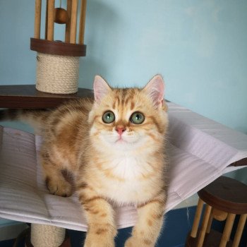 chat British Shorthair brown (black golden) blotched tabby Onoki Chatterie Nekobaa chat British Shorthair brown (black golden) blotched tabby Onoki Chatterie Nekobaa