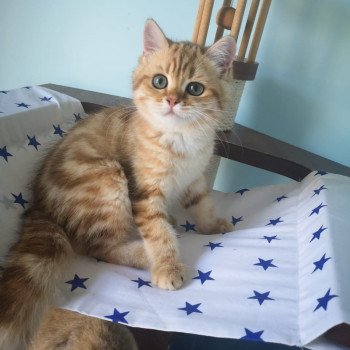 chat British Shorthair brown (black golden) blotched tabby Onoki Chatterie Nekobaa chat British Shorthair brown (black golden) blotched tabby Onoki Chatterie Nekobaa