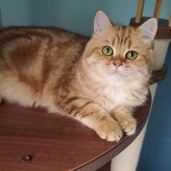 chat British Shorthair brown (black golden) blotched tabby Onoki Chatterie Nekobaa chat British Shorthair brown (black golden) blotched tabby Onoki Chatterie Nekobaa
