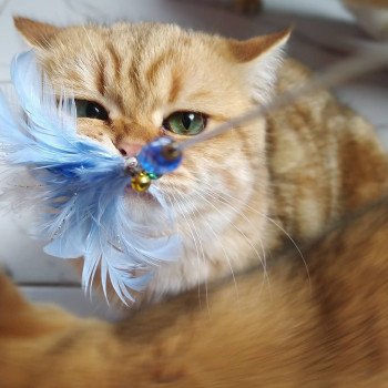 chat British Shorthair brown (black golden) blotched tabby Onoki Chatterie Nekobaa chat British Shorthair brown (black golden) blotched tabby Onoki Chatterie Nekobaa