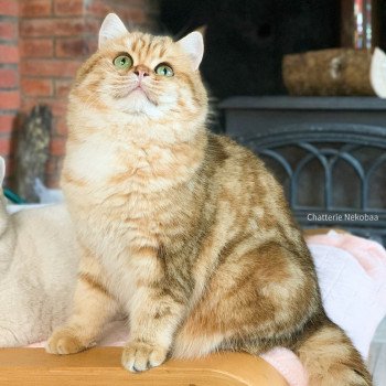 chat British Shorthair brown (black golden) blotched tabby Onoki Chatterie Nekobaa chat British Shorthair brown (black golden) blotched tabby Onoki Chatterie Nekobaa