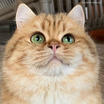 chat British Shorthair brown (black golden) blotched tabby Onoki Chatterie Nekobaa chat British Shorthair brown (black golden) blotched tabby Onoki Chatterie Nekobaa