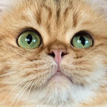 chat British Shorthair brown (black golden) blotched tabby Onoki Chatterie Nekobaa chat British Shorthair brown (black golden) blotched tabby Onoki Chatterie Nekobaa