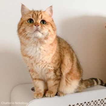 chat British Shorthair brown (black golden) blotched tabby Onoki Chatterie Nekobaa chat British Shorthair brown (black golden) blotched tabby Onoki Chatterie Nekobaa
