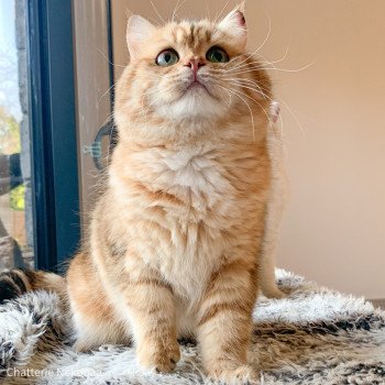 chat British Shorthair brown (black golden) blotched tabby Onoki Chatterie Nekobaa chat British Shorthair brown (black golden) blotched tabby Onoki Chatterie Nekobaa