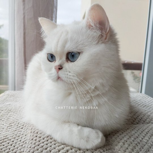 Ulani Otomi Femelle British Shorthair