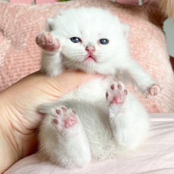 chaton British Shorthair point Otomi Chatterie Nekobaa