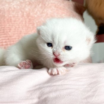 chaton British Shorthair point Otomi Chatterie Nekobaa