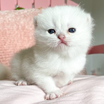 chaton British Shorthair point Otomi Chatterie Nekobaa