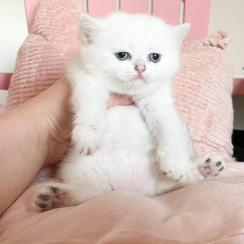 chaton British Shorthair point Otomi Chatterie Nekobaa