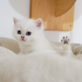 chaton British Shorthair point Otomi Chatterie Nekobaa