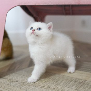 chaton British Shorthair point Otomi Chatterie Nekobaa