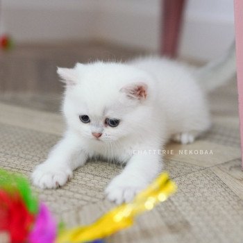 chaton British Shorthair point Otomi Chatterie Nekobaa